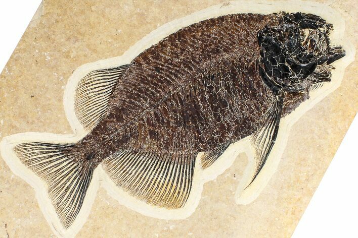 Exquisetly Detailed Fish Fossil (Phareodus) - Wyoming #382867
